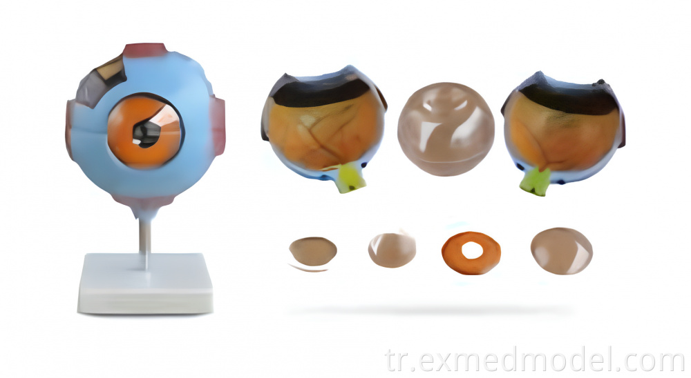 Büyütülmüş göz küresi anatomi modeli Enlarged Eyeball Anatomy Model